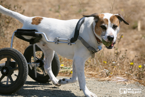The Pros and Cons of Limb Amputations in Animals and Assistive Devices